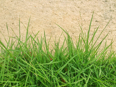 Green grass growth near cement wall