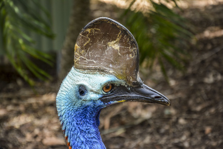 Southern Cassowary Australiaの写真素材
