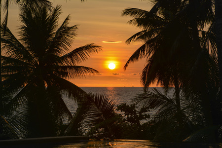 Sunset with palm trees silhouetteの写真素材