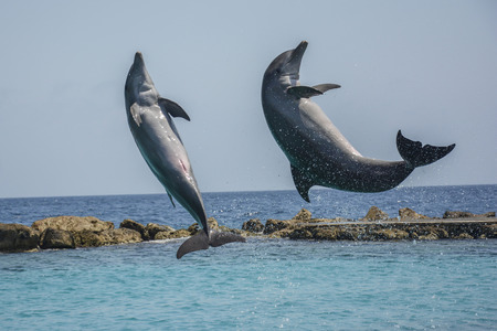 Dolphins jumping in the Caribbean sea - Curacao, Dutch Caribbeanの写真素材