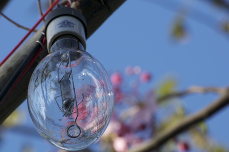 electric lamp on treeの写真素材