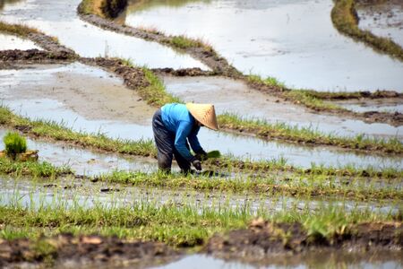 Tegallalang Rice Terrace, Rice Field, Paddy Field, Bali, Indonesia.の写真素材