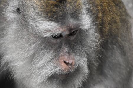 Monkey Forest, Ubud, Bali, Indonesia.