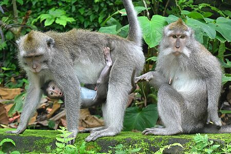 Monkey Forest, Ubud, Bali, Indonesia.