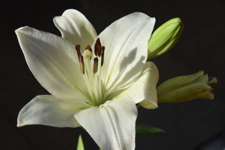 flowers in full bloom in garden and parksの写真素材