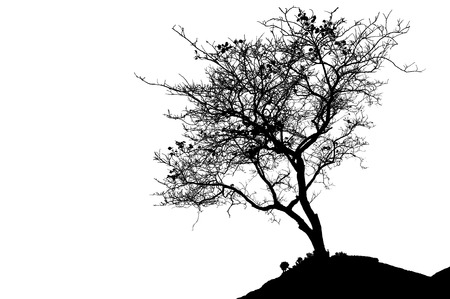 beautiful tree silhouette and white backgroundの写真素材