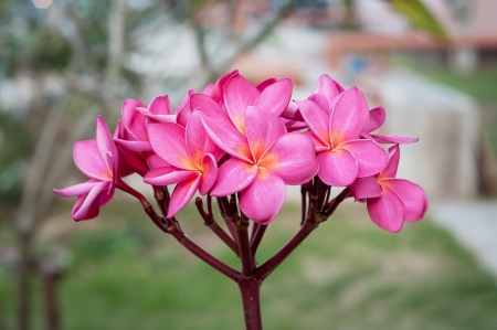 beautiful pink frangipani from thailandの写真素材