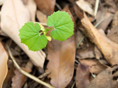 New Leaf Sprout Started In Dried Leaf