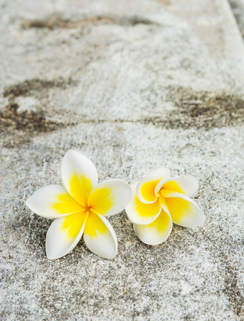 White Frangipani tropical flowers, Plumeria flowers on Dark Gray Backgroundの写真素材