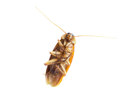 dead cockroach isolate on white background