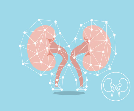 human kidney protection concept flat design vector illustration