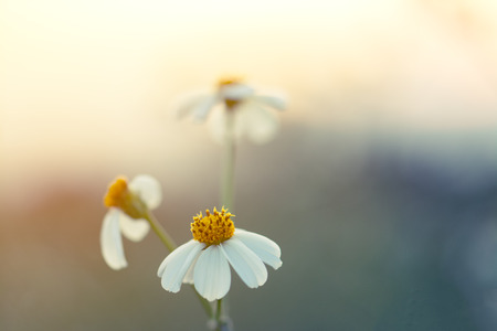 White Meadow Flower in Field with  Sunrise Soft Focus For Backgroundの写真素材