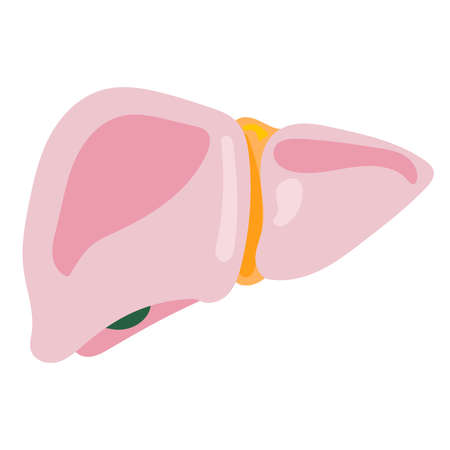 liver human internal organ anatomy vector illustration flat designのイラスト素材