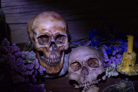 skullの写真素材