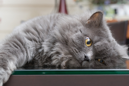 The cat on the tableの写真素材