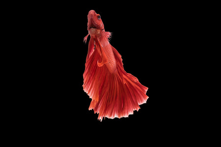 Beautiful movements of the Siamese fighting fish.の写真素材