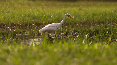 Pelicans are seeking victims.の写真素材