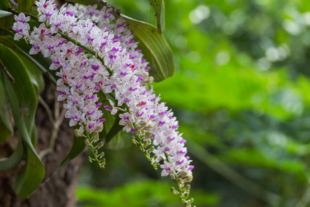 Rhynchostylis gigantea is blooming.の写真素材