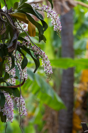Rhynchostylis gigantea is blooming.の写真素材