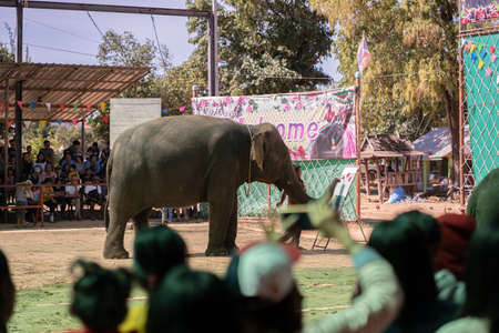 SURIN,THAILAND - JULY 08,2019:The elephant show, drawing elephants at Ban Chang, Ban Tha Tum, Surin, Thailandのeditorial素材