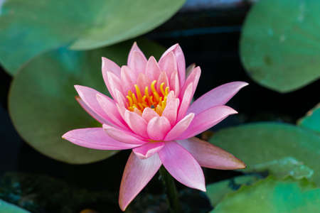 Beautiful lotus flowers are bloomingの写真素材