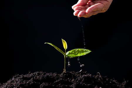 farmers hand are watering seedlings on black backgroundの写真素材