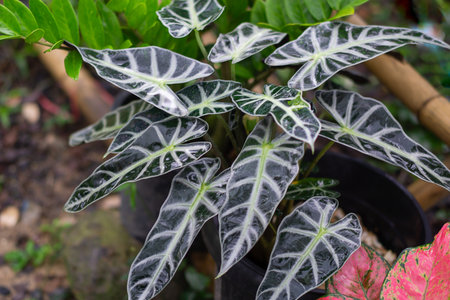 Beautiful leaves of alocasia sanderiana bull in gardenの写真素材