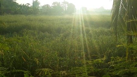 Fields morningの写真素材