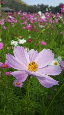 cosmos flower purpleの写真素材