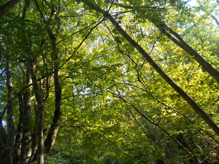 Nature-Treesの写真素材