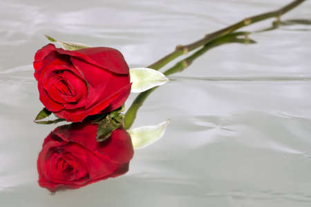 Red roses to those we love and we want them to love us too.の写真素材