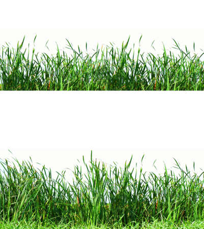 Grass with white background nature of the street is passed.の写真素材