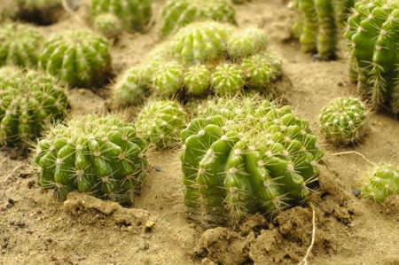 Cactus plants in the summer.の写真素材