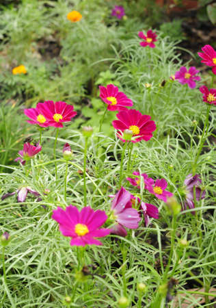 The garden is decorated with pink flowers.の写真素材
