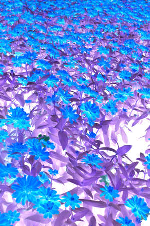 Background floral design in the future. Wonders.の写真素材
