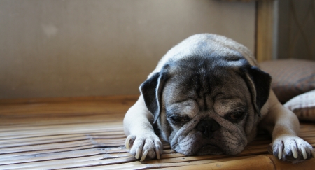 sleepy pug with funny faceの写真素材