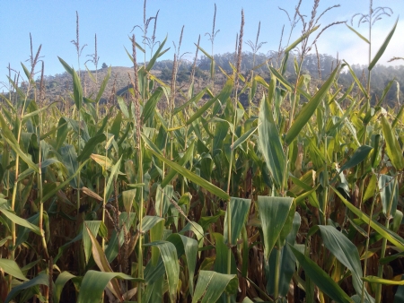 A cornfield 