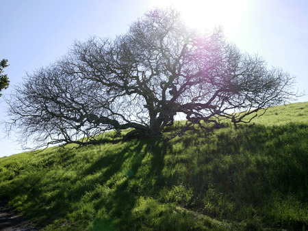 Barren Tree on SIde of Hill
