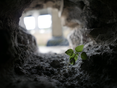 Lone Tiny Plant in a Decaying Holeの写真素材