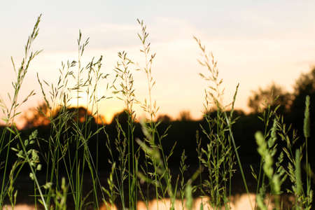 sunset at lake view wit grass on the front