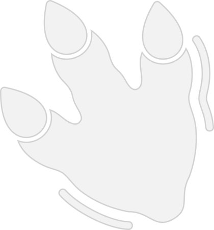 Footprint Glyph Grey Icon Designのイラスト素材