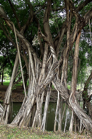 Majestic banyan tree の写真素材