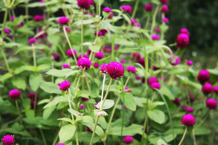 Gomphrena flower