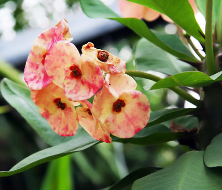 Crown of thorns flowersの写真素材