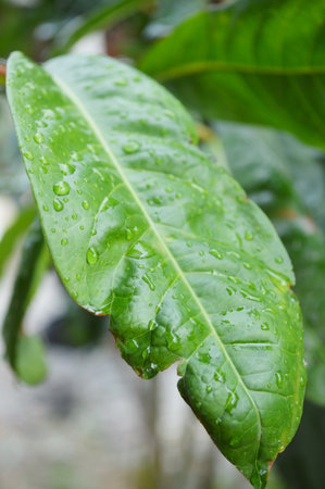 leaf Ixora Flowersの写真素材