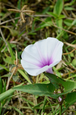 purple blooming morning grlory flowersの写真素材