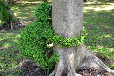 animal dwarf treeの写真素材