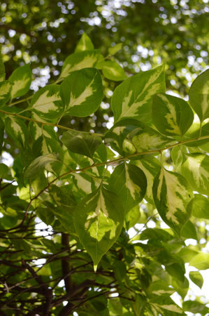 bougainvillea leaves backlit