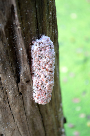 Egg Channeled applesnailの写真素材