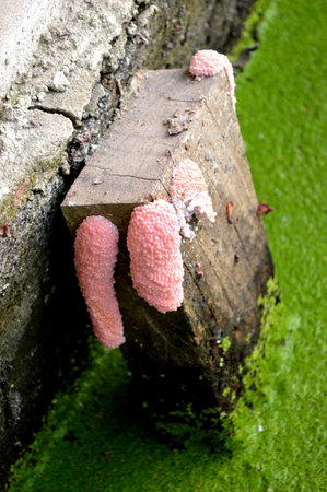 Egg Channeled applesnailの写真素材